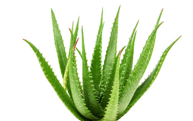 Aloe vera tree isolated on white background.