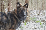 Fototapeta Dziecięca - German Shepherd Dog in a forest