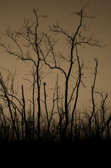 Dead tree abstract silhouette on nature background.