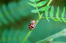 Closeup Pair Of Lovely Ladybugs Mating On The Green Tree Branch