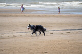 Fototapeta Kuchnia - dog running on the beach