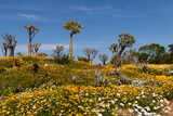 Fototapeta Sawanna - Multi-color, bright wild flowers and quiver trees of late autumn and spring  in Namaqualand, South Africa