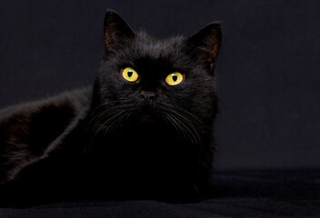 Studio portrait of relaxing dark gray cat on dark background in low key