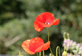 Wall Mural - A photograph of a beautiful red poppy wild flower in a natural garden