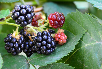 Wall Mural - Ripe and unripe blackberries on blackberry bush in the garden close up.Healthy food or diet concept.Selective focus.