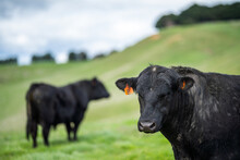 Stud Angus, Murray Grey And Dairy Bulls And Cows Eating Lush Green Grass In Australia.