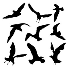 Wall Mural - Silhouette set of flying seagulls birds on white background. Inspirational body flash tattoo ink of sea birds. Vector.