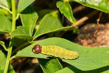 Wall Mural - Silver-spotted Skipper Caterpillar (Epargyreus clarus)