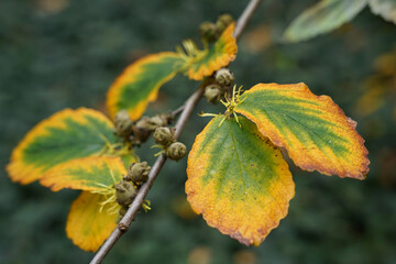 Wall Mural - Early autumn concept, tree leaves just turning colour from green to yellow, close-up view
