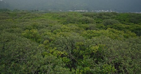 Canvas Print - Mangrove in Tai O fishing village