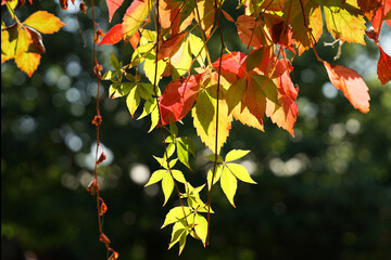 Wall Mural - Early autumn concept, green, yellow and red leaves hanging from roof,