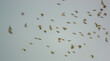 a large flock of Goldfinches (Carduelis carduelis) on the wing flying in a clear blue sky over Salisbury Plain Wiltshire UK