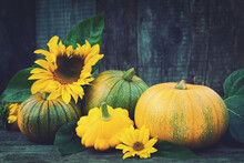 Yellow  Pattypan And Pumpkins Decorated Sunflower