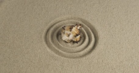 Wall Mural - Rotation of a single seashell lying in the center of a sand circle. Close-up.