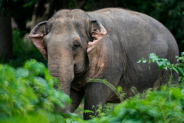 Canvas Print - Close-up shot of a large cute elephant resting in the jungle