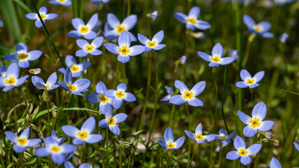Canvas Print - Beautiful Patch of Bluets Blooming Along the Blue Ridge Parkway