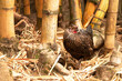 galinha-dourada-solta-entre-bambus