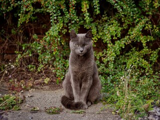 Poster - Grey Cat