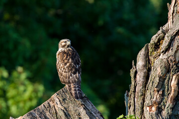 Canvas Print - red-shouldered hawk (Buteo lineatus)