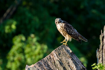 Poster - red-shouldered hawk (Buteo lineatus)