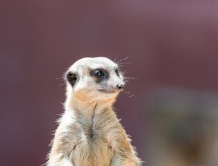 Poster - Shallow focus of a meerkat on a sunny day