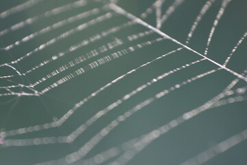 spiders web