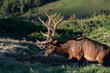 A Large Bull with Velvet Antlers High in the Rocky Mountains