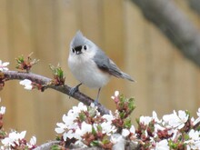 Tufted Titmouse With Flowers
