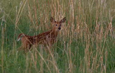 Wall Mural - A White-tailed Deer Fawn in a Meadow on a Spring Morning