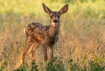 Wall Mural - An Adorable Mule Deer Fawn on a Spring Morning