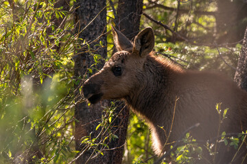 Wall Mural - Newborn Moose Calf Grazing in a Willow Patch