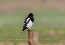 A Black-billed Magpie Missing Its Tail Feathers