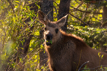 Wall Mural - Moose Calf Grazing in Willows