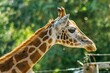 Głowa żyrafy z profilu na zielonym rozmytym tle, zwierzę w ogrodzie zoologicznym