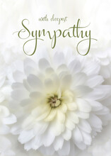 Floral Sympathy Greeting Card. White Chrysanthemum With Condolence Message. Vertical Orientation. Elegant Sympathy Background.