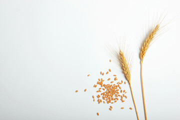 Wall Mural - Spikelets of wheat and grains on a light background