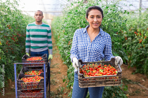 International farmer team harvesting red tomatoes in greenhouse