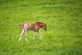 Fototapeta  - A young foal walking in a field. 