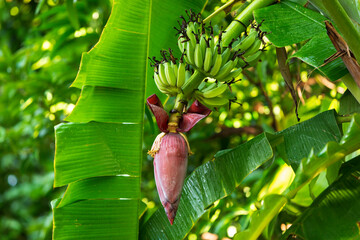 Sticker - banana tree in the garden