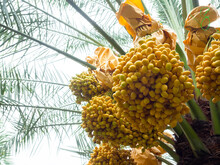 Dates On Palm Tree. Bunch Of Yellow Dates On Date Palm In The Farm.