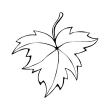 Hand Drawn Maple Leaf Outline Isolated On White Background. Vector Symbol Of Autumn, Nature In Doodle Style