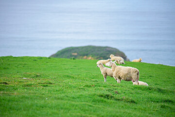 Sheep in green mountain meadow with sea.