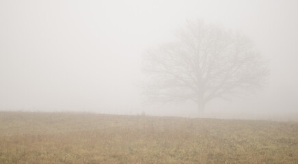 Poster - Landscape with a tree on a foggy day.