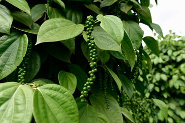 Black pepper - plant with green berries and leaves (Kumily, Kerala, India) Fresh Peppercorn Berries on a Pepper Vine Leaf, Black pepper plant in Sri Lanka, green pepper on the tree.  selected focus