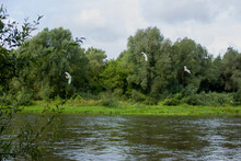 Outskirts Of Grodno, Belarus. The Neman River On A Cloudy Summer Day, Along The Banks There Is A Forest And A Lot Of Greenery, White Herons Are Flying Over The River.