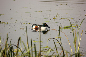 Sticker - Closeup of a male Nnorthern shoveler (Spatula clypeata) Keoladeo National Park, India