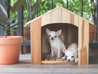 Wall Mural - two different size  short hair  Chihuahua dogs in wooden dog's  house, small dog sitting  while big dog lying down.