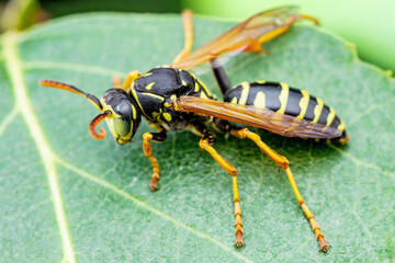 Wall Mural - Yellow Jacket Wasp Insect on Green Leaf Macro