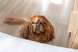 © AnnaFotyma - Dog begging to jump into bed
