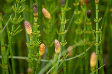 Close Up Of Marsh Horsetail.